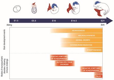 Increasing Role of Maternal Immune Activation in Neurodevelopmental Disorders